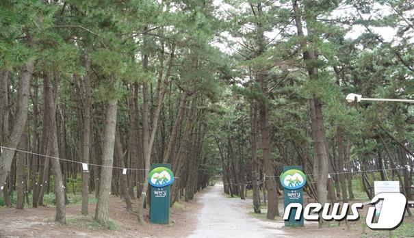 본문 이미지 - 태안해변길 5코스 노을길에 속한 사색의 길은 소나무가 우거져 한가로운 풍경을 감상할 수 있고, 가족, 친구, 연인과 솔향을 만끽할 수 있는 삼봉해변 사색의 길(태안해안국립공원 제공)/뉴스1