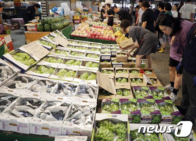 27일 오전 울산 삼산 도매시장에서 샤인머스캣을 구매하기 위해 손님이 물건을 살피고 있다. .2023.9.27/뉴스1 ⓒ News1 김지혜기자