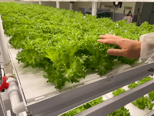 본문 이미지 - 가치만드소 광주지역센터 내부 식물재배실에서 작업자가 식물을 살피고 있다. ⓒ News1 이민주 기자