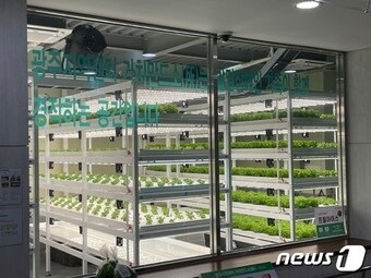 본문 이미지 - 가치만드소 광주지역센터 내부 식물재배실 ⓒ News1 이민주 기자