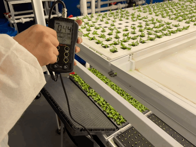 본문 이미지 - 임정현 대표가 가치만드소 광주지역센터 내부 식물재배실에서 상태를 살피고 있다. ⓒ News1 이민주 기자