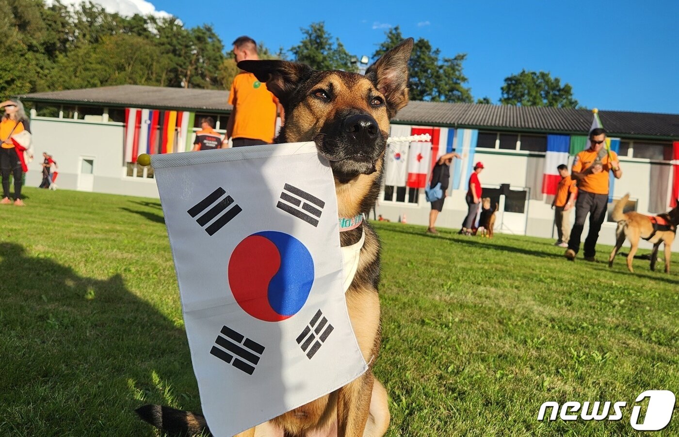 본문 이미지 - 마리노이즈 개 이케가 20~24일 오스트리아 빈에서 열린 '제27회 국제인명구조견 월드챔피언십'에서 1위를 차지했다.(한국인명구조견협회 제공) ⓒ 뉴스1