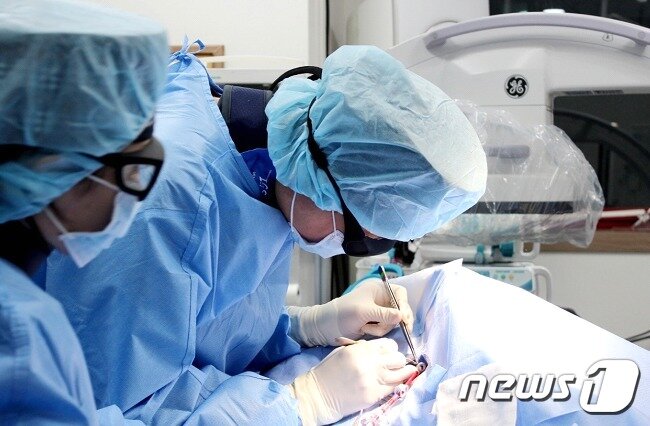 본문 이미지 - 전성훈 해마루동물병원 인터벤션센터장이 13일 특수목적견으로 활동하고 은퇴한 개를 수술하고 있다.(동물병원 제공) ⓒ 뉴스1