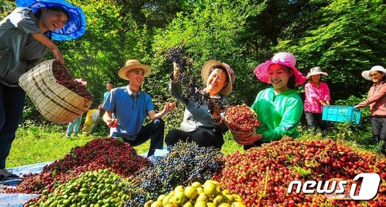 북한, 산열매 수확 한창…"익는 족족 거둬들여야"