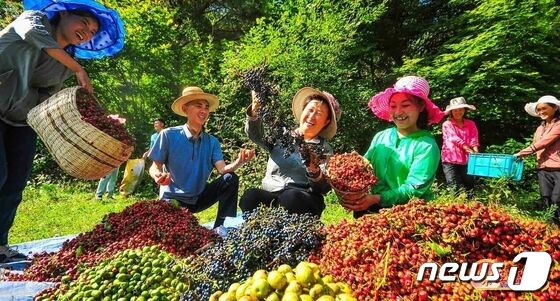 북한, 산열매 수확 한창…