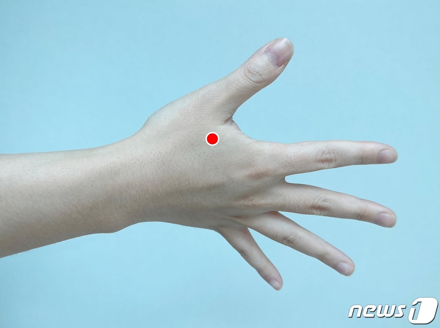 본문 이미지 - 합곡혈(合谷穴). (대전자생한방병원 제공) /뉴스1
