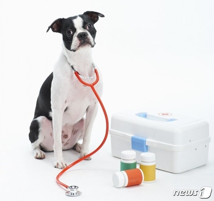 본문 이미지 - 강아지와 동물약품(사진 이미지투데이) ⓒ 뉴스1