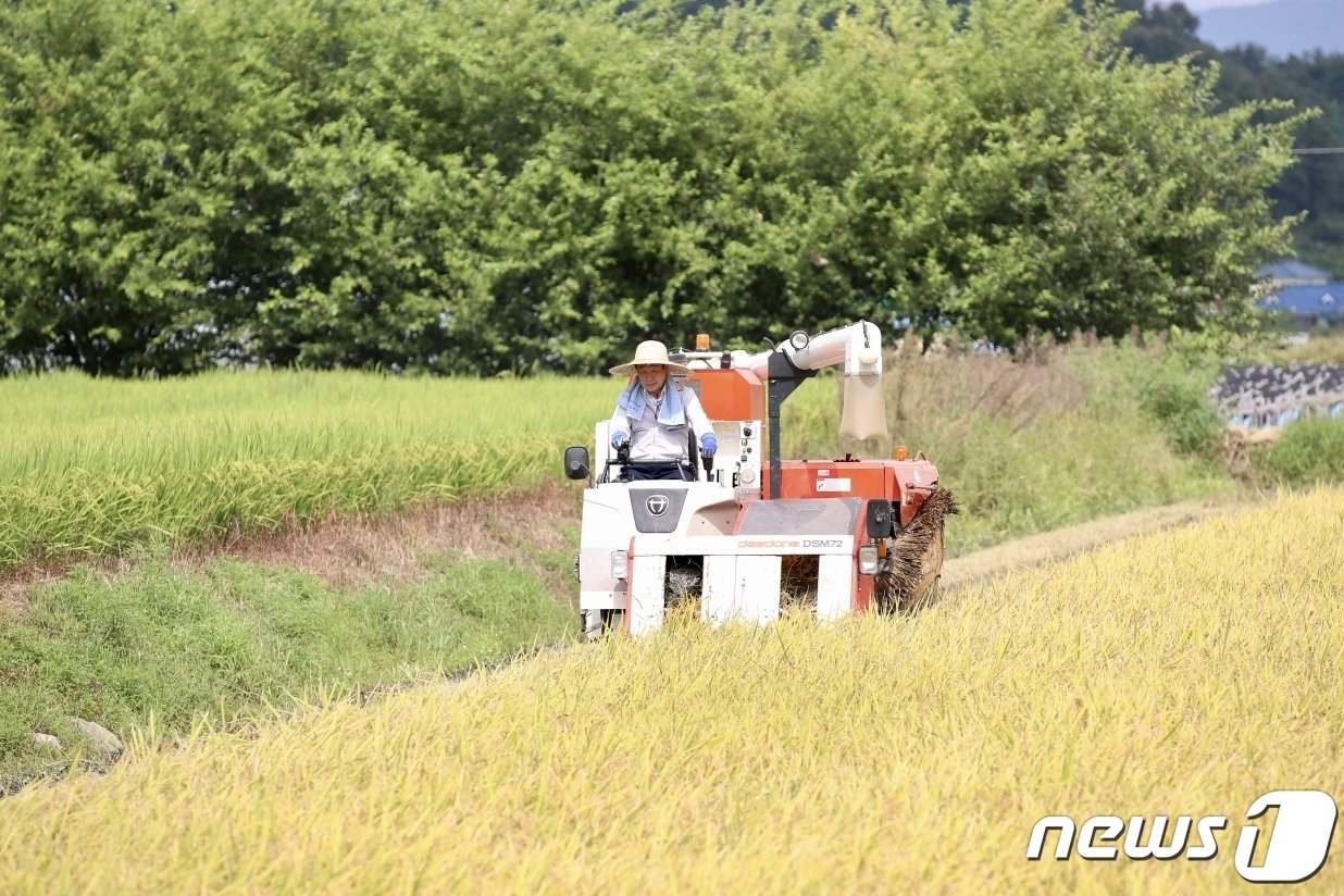 충북 증평군의 올해 첫 벼 베기가 증평읍 남차리 김태복씨 논&#40;0.6㏊&#41;에서 이뤄졌다.&#40;증평군 제공&#41;/뉴스1