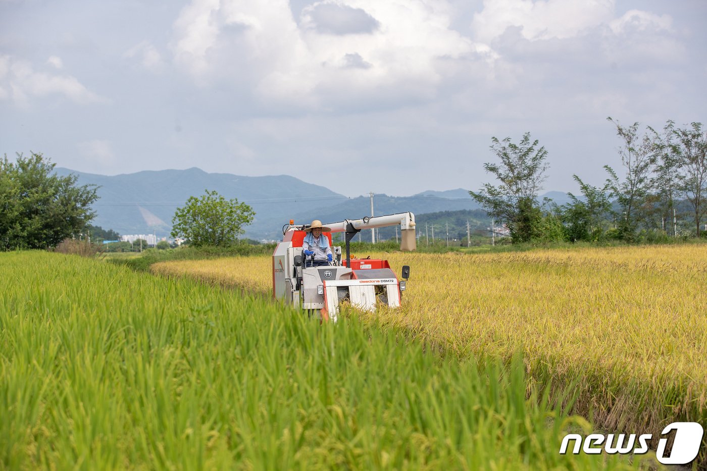 본문 이미지 - 충북 증평군의 올해 첫 벼 베기가 증평읍 남차리 김태복씨 논(0.6㏊)에서 이뤄졌다.(증평군 제공)/뉴스1