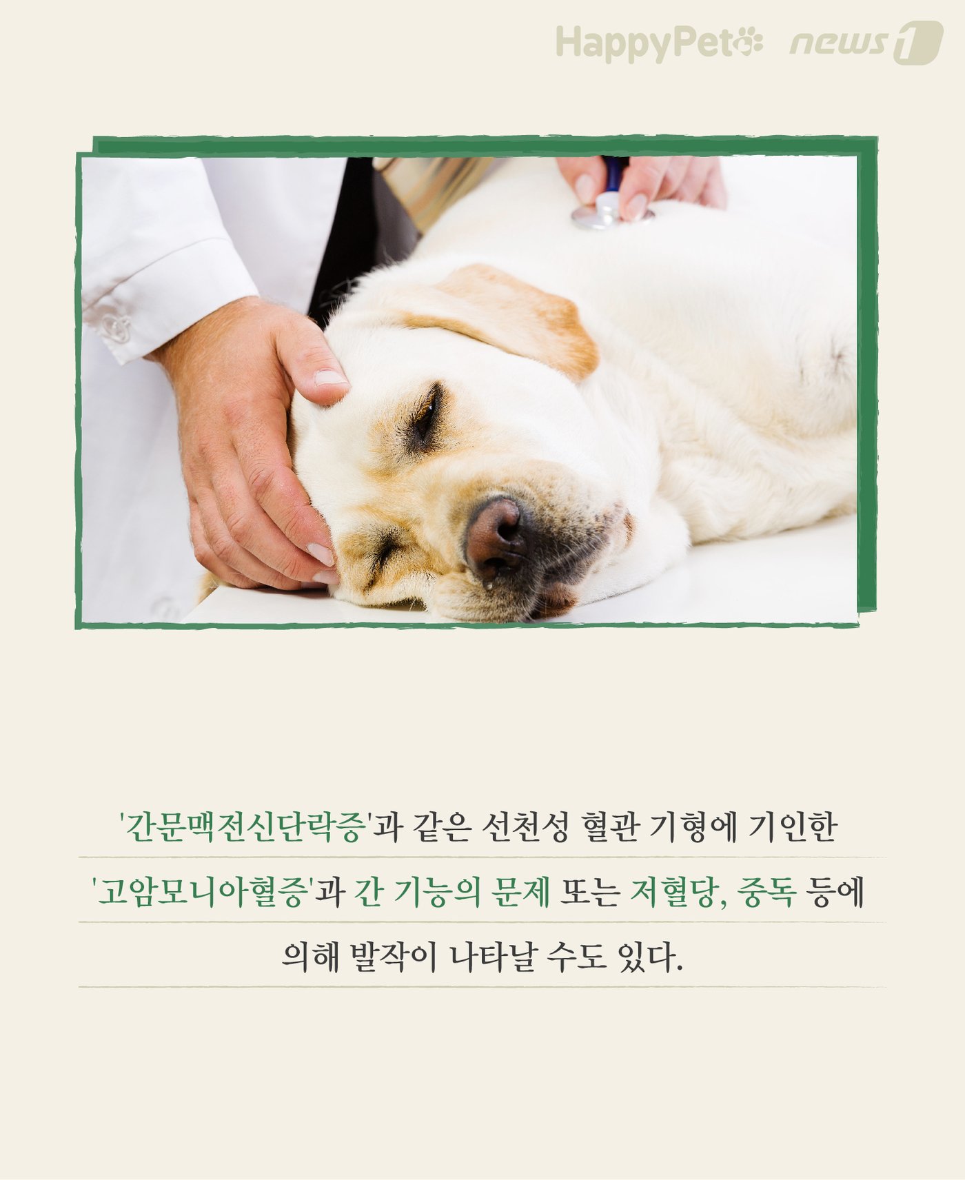본문 이미지 - 응급처치 펫카드