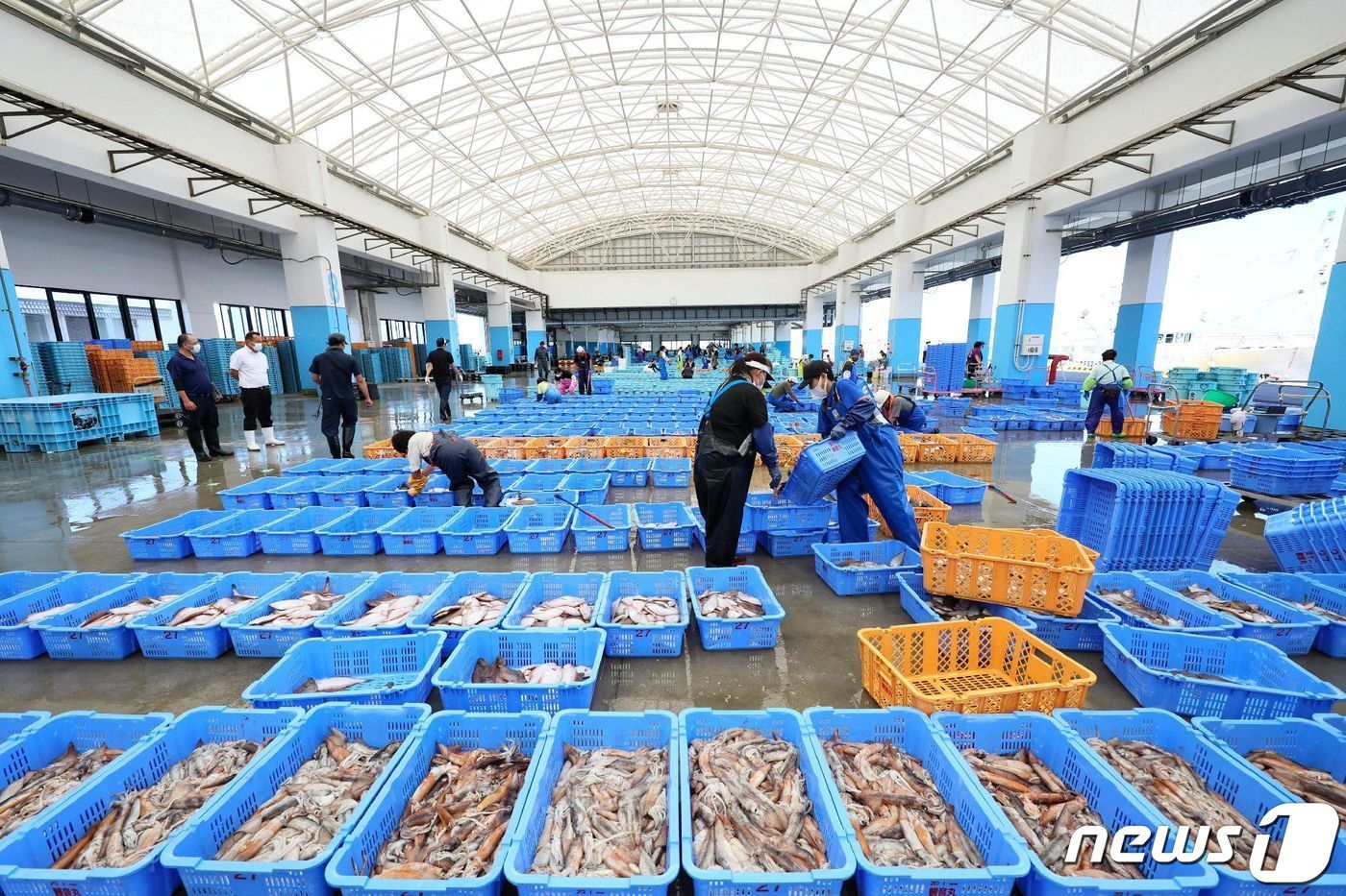 본문 이미지 - 1일 일본 후쿠시마현 소마시 마쓰카와우라 항구 근처에서 어민들이 수산물 선별 작업을 하고 있다. 2023.09.01/ ⓒ AFP=뉴스1 ⓒ News1 권진영 기자