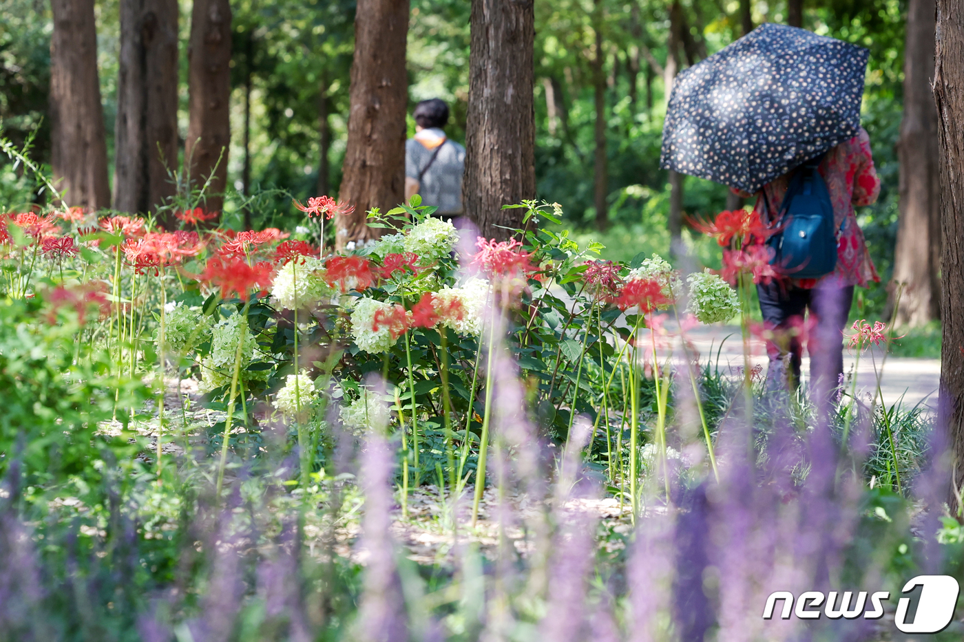 (서울=뉴스1) 민경석 기자 = 8일 오후 서울 마포구 하늘공원 메타세쿼이아길을 찾은 시민들이 공원에 가득 핀 꽃무릇과 맥문동 사이를 걸어가고 있다.마포구는 이날부터 '제1회 상사 …