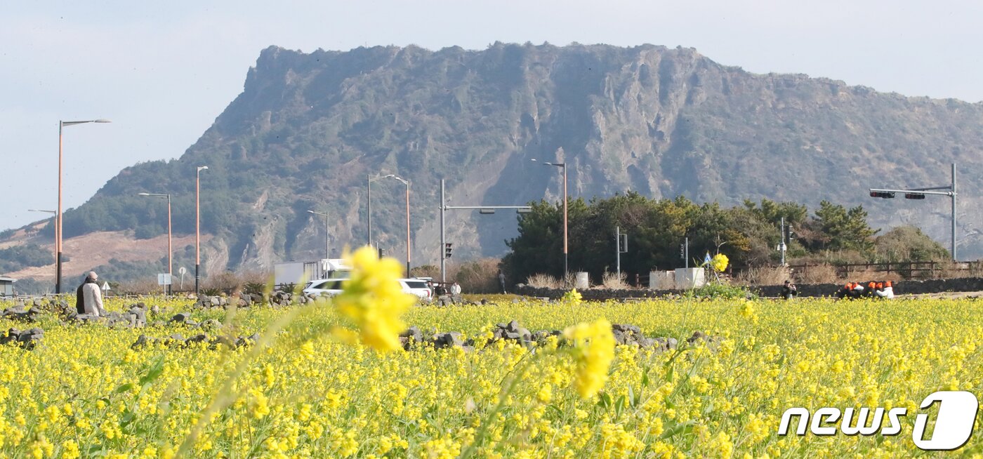 본문 이미지 - 겨울 유채꽃밭(자료사진)/뉴스1