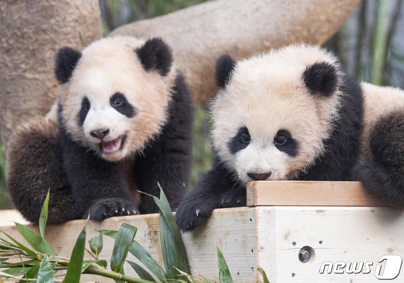 본문 이미지 - 에버랜드 쌍둥이 아기 판다. 첫째 루이바오(왼쪽), 둘째 후이바오(에버랜드 제공)