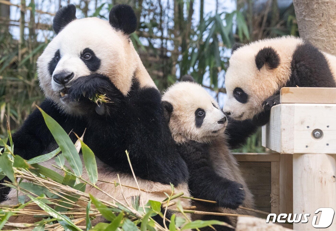 본문 이미지 - 엄마 아이바오(왼쪽), 쌍둥이 아기 판다 첫쨰 루이바오 둘째 후이바오(에버랜드 제공)