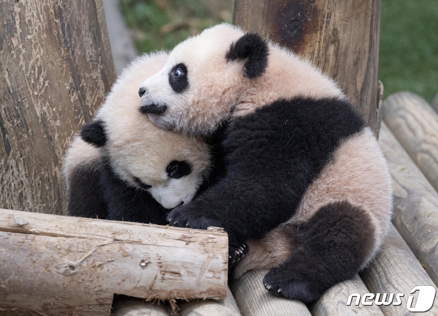 본문 이미지 - 에버랜드가 본격적인 판다월드 나들이를 시작한지 일주일째를 맞은 쌍둥이 아기 판다 루이바오(오른쪽), 후이바오의 모습을 담은 사진을 11일 공개했다. 지난 4일부터 일반 공개가 시작돼 고객들과의 만남을 이어오고 있는 쌍둥이 아기 판다들은 현재 두 마리 모두 몸무게가 12kg을 넘어서며 건강하게 성장하고 있다. (삼성물산 제공) 2024.1.11/뉴스1
