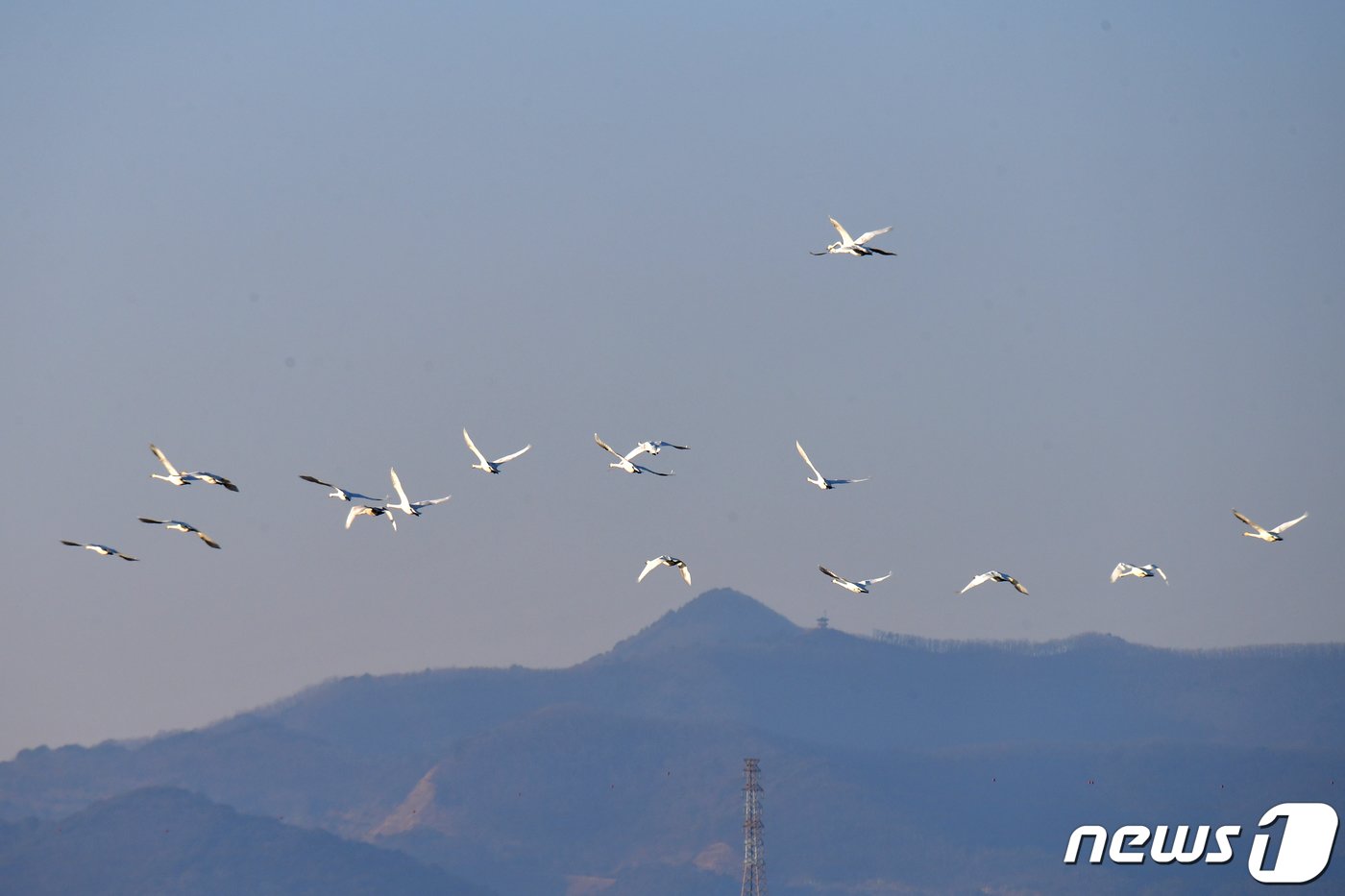 11일 경북 포항시 북구 흥해읍 샛강에서 천연기념물 201-2호인 큰고니들이 큰 날개짓으로 날아가고 있다. 2024.1.11/뉴스1 ⓒ News1 최창호 기자