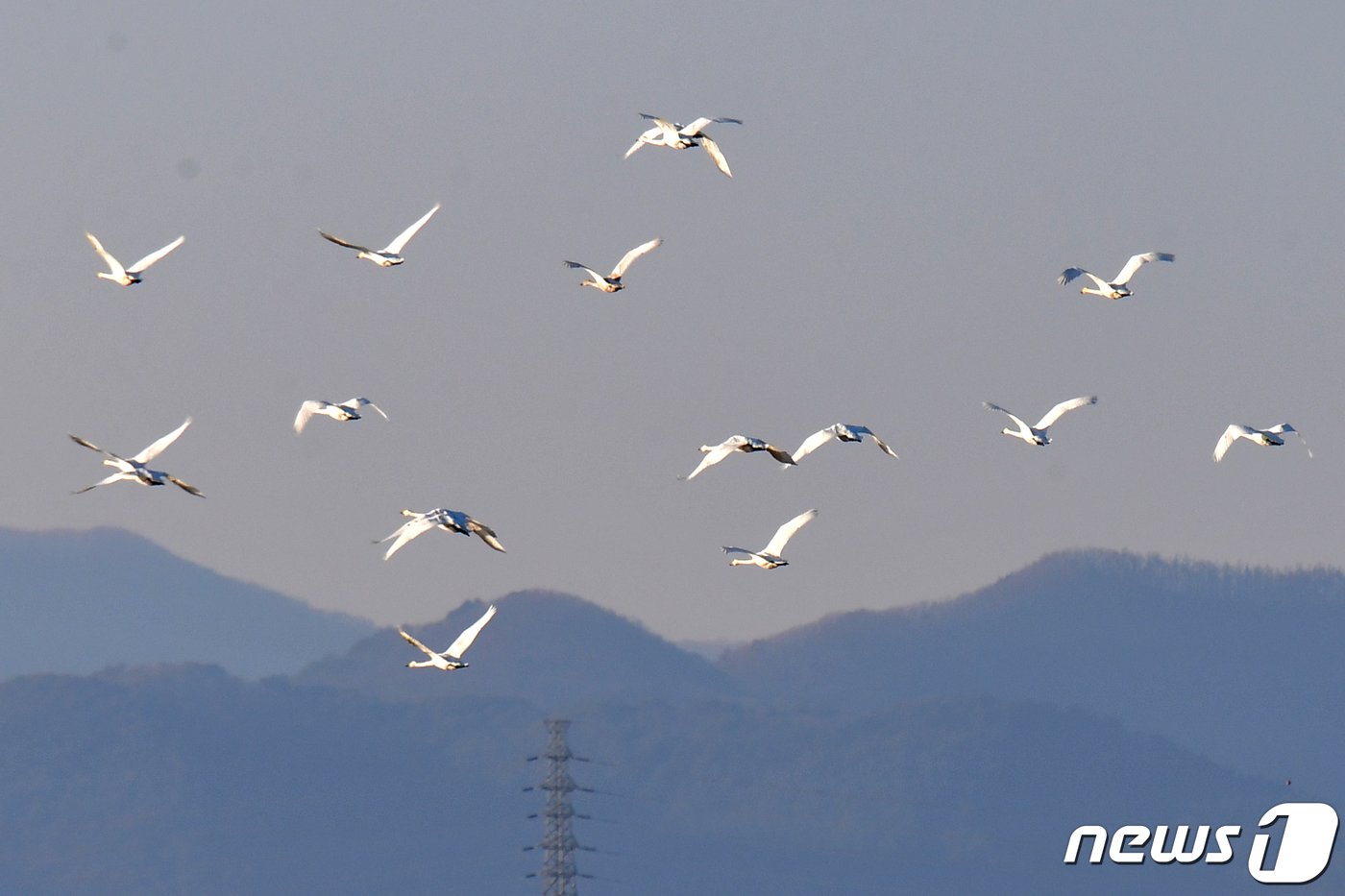 11일 경북 포항시 북구 흥해읍 샛강에서 날아오른 천연기념물 201-2호인 큰고니들이 겨울 하늘을 수놓고 있다. 2024.1.11/뉴스1 ⓒ News1 최창호 기자