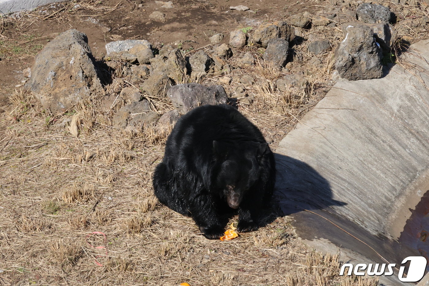 3일 제주도는 이날부터 서귀포시 성산읍 수산리 제주자연생태공원에서 보호하고 있는 국제적 멸종위기종인 반달가슴곰 4마리를 일반에 공개했다.&#40;독자제공&#41;/뉴스1 