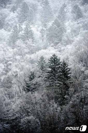 본문 이미지 - 오대산 설경&#40;한국관광공사 제공&#41;