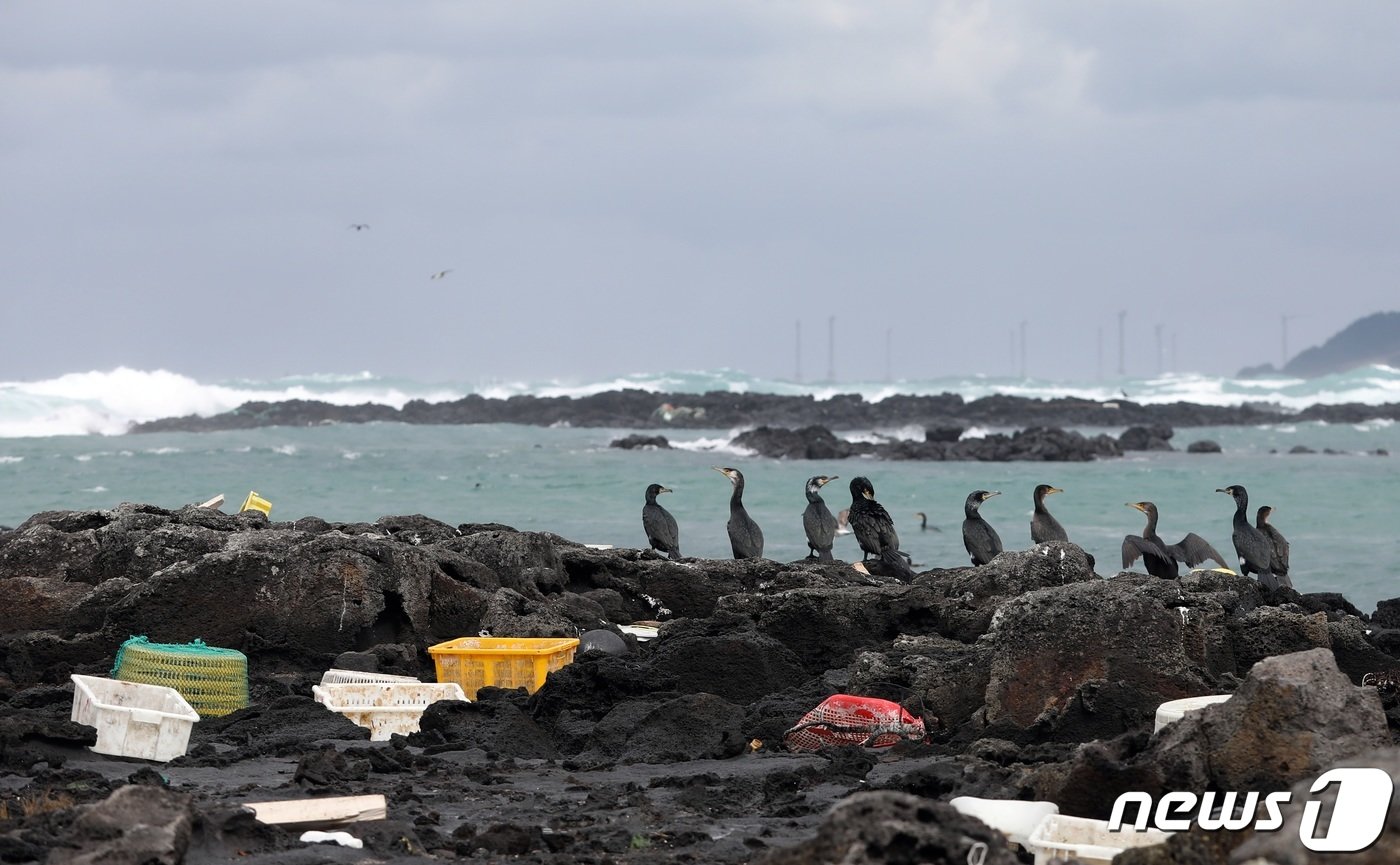 본문 이미지 - 24일 오후 제주시 한경면 해안가에 북서풍 영향으로 떠밀려온 폐어구 등 각종 플라스틱 해양폐기물들이 널브러져있고 한쪽에는 가마우지가 강풍을 피해 앉아있다.2024.1.24/뉴스1 ⓒ News1 고동명 기자