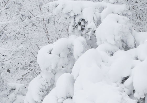 [오늘의 날씨] 제주(14일, 일)…산지 최대 8㎝ 눈