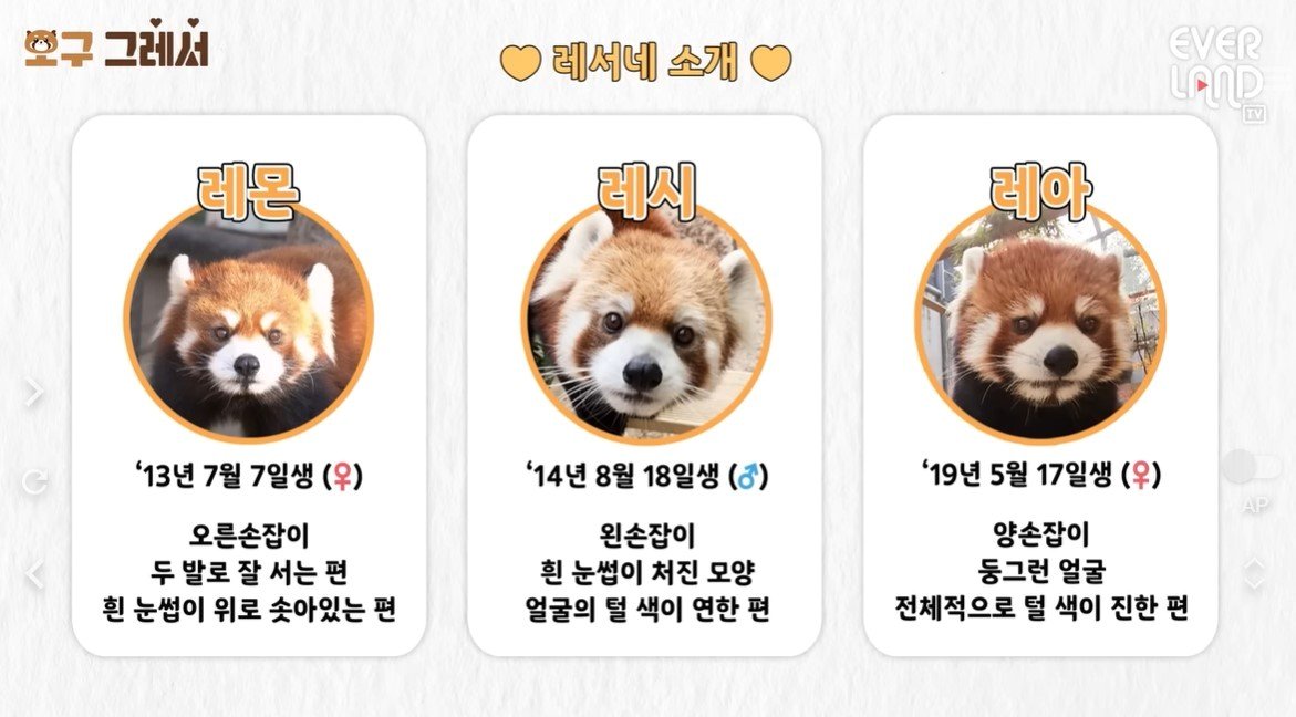 본문 이미지 - 에버랜드 판다월드 내에 살고 있는 레서판다인 레몬, 레시, 레아.(에버랜드 유튜브 갈무리) 