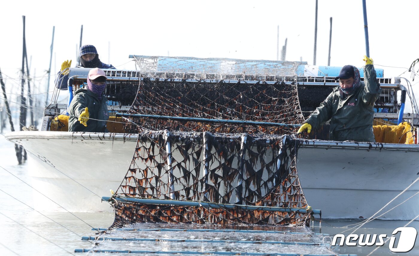 본문 이미지 - 26일 전남 신안군 압해읍 앞바다 지주식 김양식장에서 추운날씨에도 어민들이 김채취를 하고 있다. 3인 1조로 두사람은 김발을 들어올리며 작업하고 한사라은 배를 운전해야 한다. 2024.1.26/뉴스1 ⓒ News1 김태성 기자