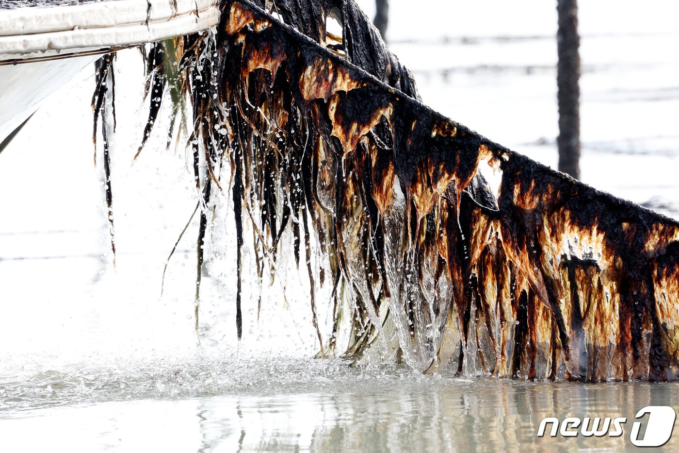 본문 이미지 - 26일 전남 신안군 압해읍 앞바다의 지주식 김양식장에서 어민들의 배에 올라오는 물김의 모습이 살아움직이듯하다. 2024.1.26/뉴스1 ⓒ News1 김태성 기자
