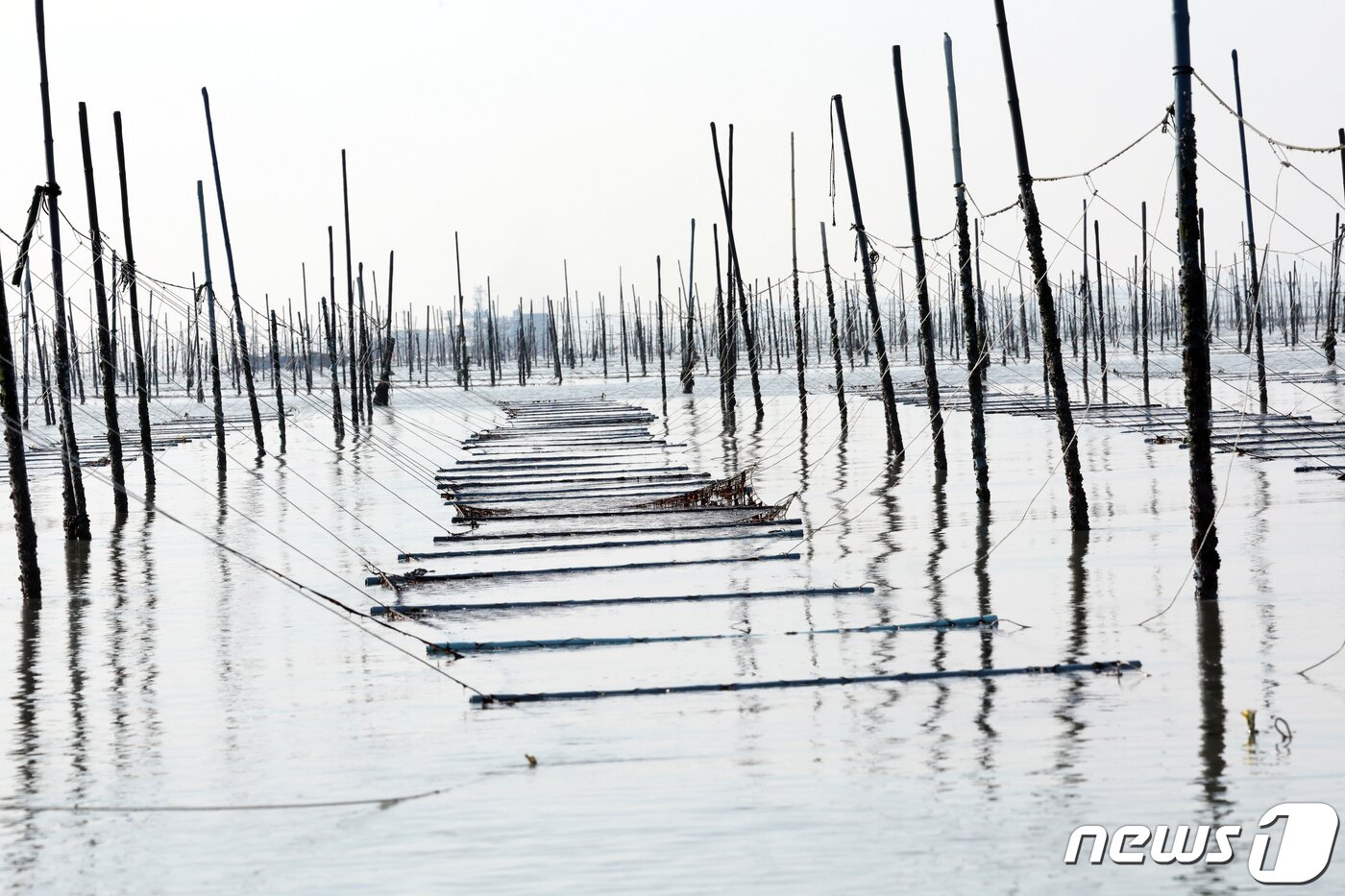 본문 이미지 - 26일 전남 신안군 압해읍 앞바다의 지주식 김양식장의 모습. 김양식은 지난해 11월부터 시작해 올해 4월까지 이뤄진다. 2024.1.26/뉴스1 ⓒ News1 김태성 기자