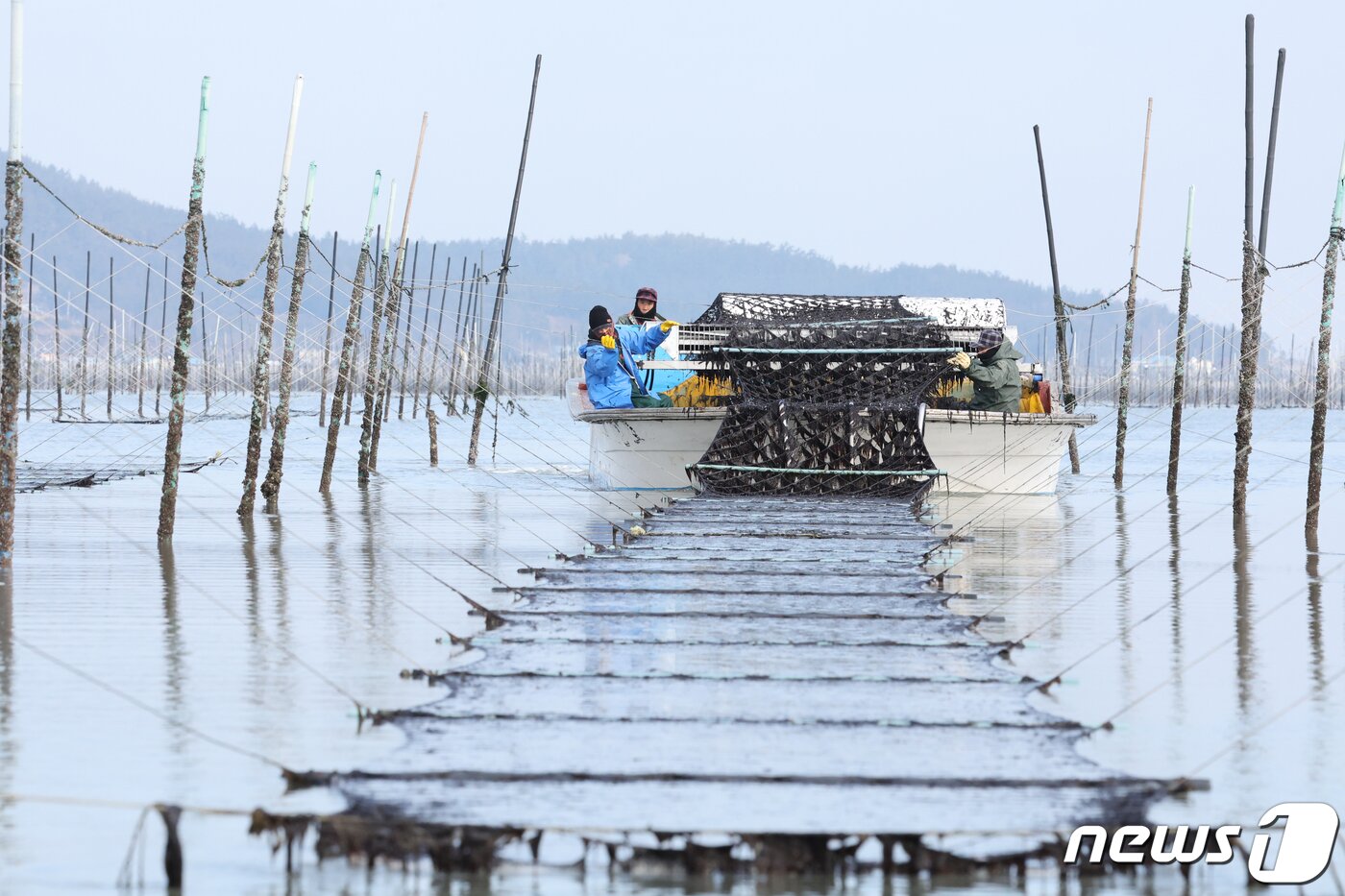 본문 이미지 - 26일 전남 신안군 압해읍 앞바다의 지주식 김양식장에서 추운날씨에도 어민들이 김채취를 하고 있다. 2024.1.26/뉴스1 ⓒ News1 김태성 기자