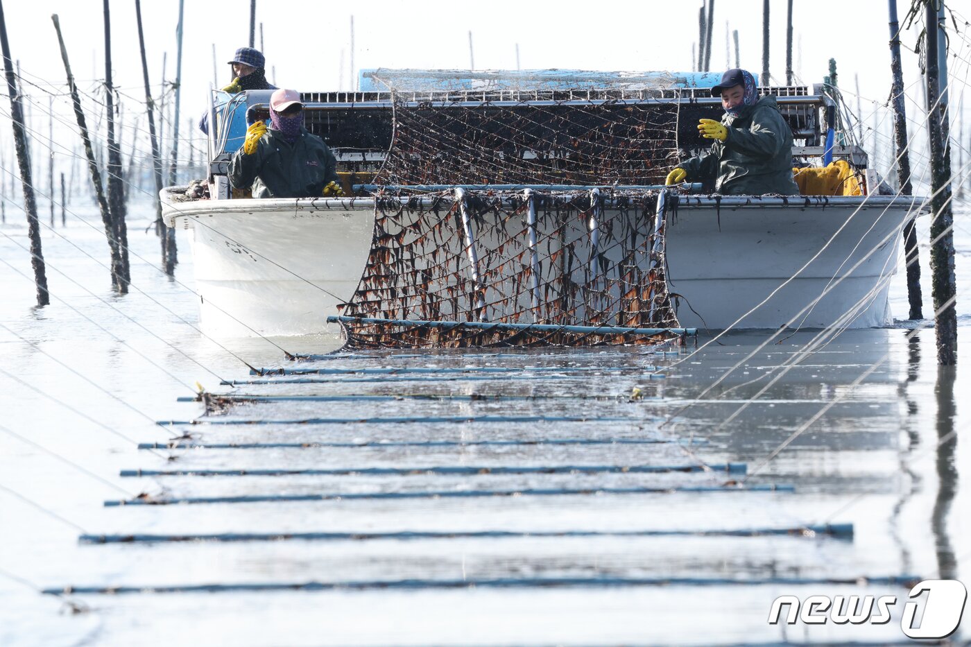 본문 이미지 - 26일 전남 신안군 압해읍 앞바다의 지주식 김양식장에서 추운날씨에도 어민들이 김채취를 하고 있다. 2024.1.26/뉴스1 ⓒ News1 김태성 기자