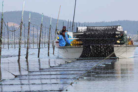 '검은 반도체' 해조류, 기후변화로 韓 양식 생산 중단 우려