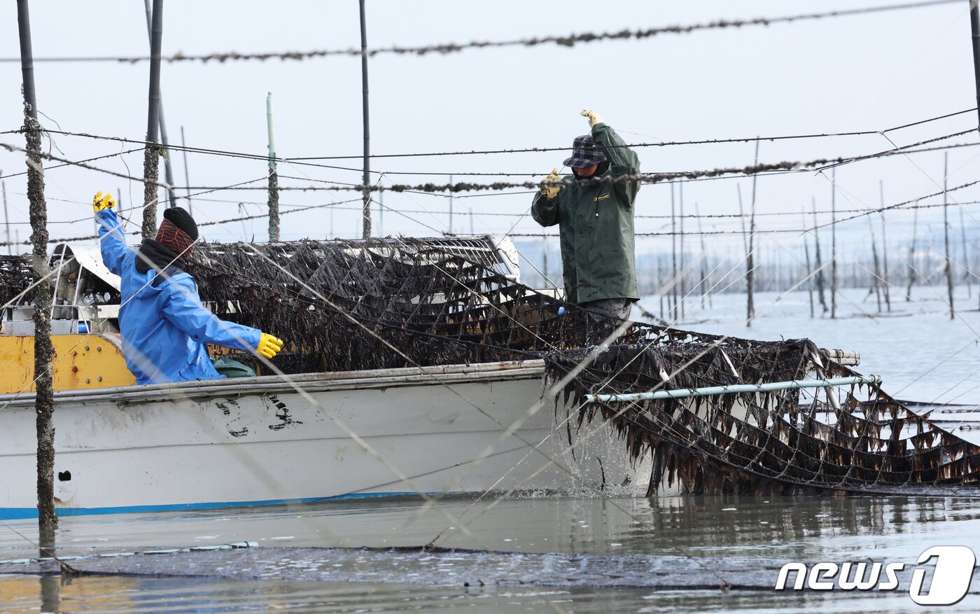 본문 이미지 - 26일 전남 신안군 압해읍 앞바다의 지주식 김양식장에서 추운날씨에도 어민들이 김채취를 하고 있다. 김을 채취할때 차가운 바닷물이 튀기때문에 철저한 무장해야 한다. 2024.1.26/뉴스1 ⓒ News1 김태성 기자