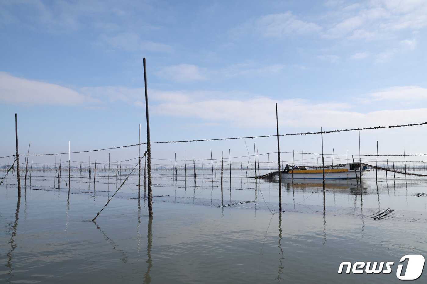 본문 이미지 - 26일 전남 신안군 압해읍 앞바다의 지주식 김양식장에서 추운날씨에도 어민들이 김채취를 하고 있다. 자라난 김은 25~28일 만에 채취가 이뤄진다. 2024.1.26/뉴스1 ⓒ News1 김태성 기자