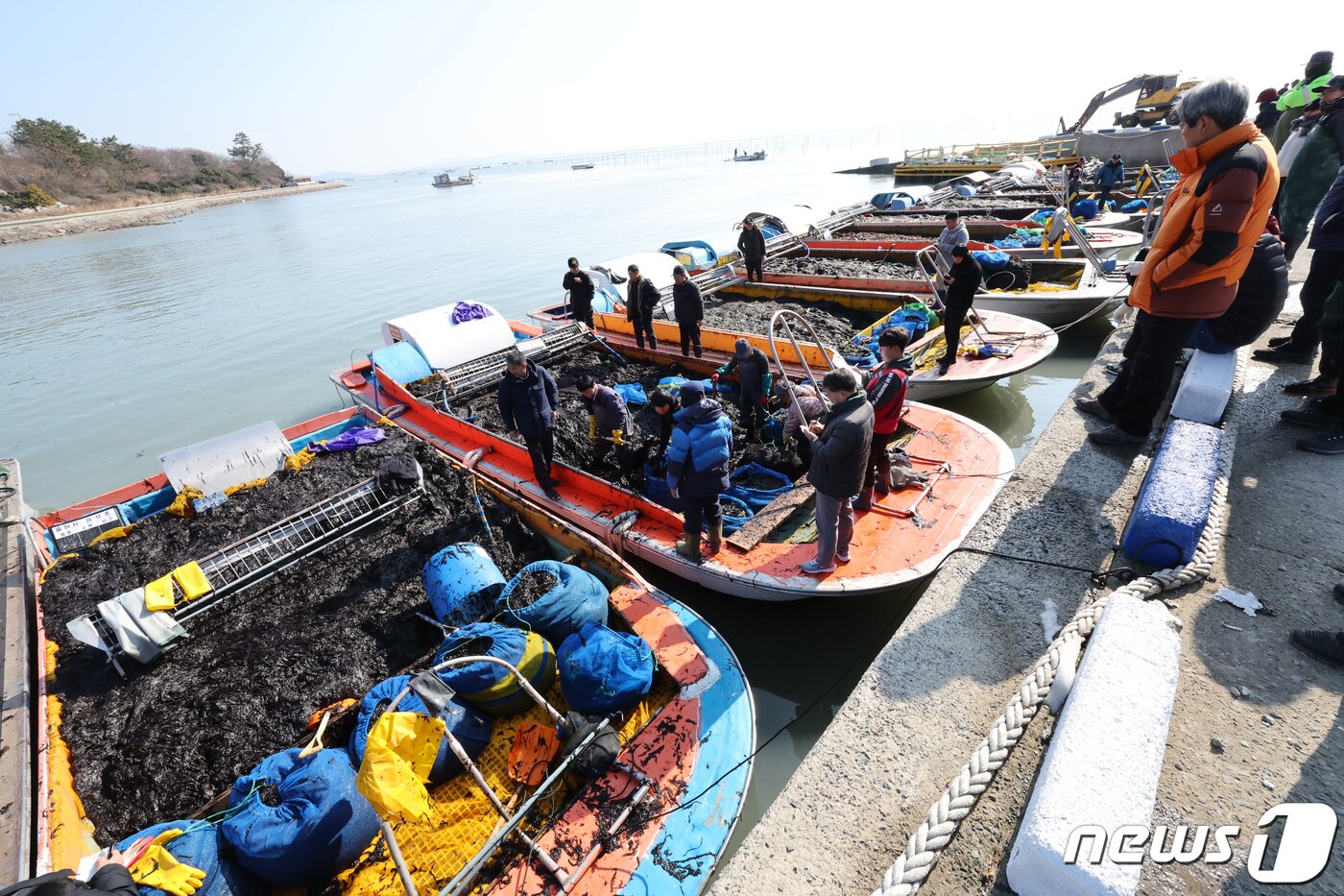 본문 이미지 - 26일 전남 신안군 압해읍 앞바다 지주식 김양식장에서 어민들이 채취한 물김을 천사섬 분재정원 위판장에서 경매를 진행하고 있다. 2024.1.26/뉴스1 ⓒ News1 김태성 기자