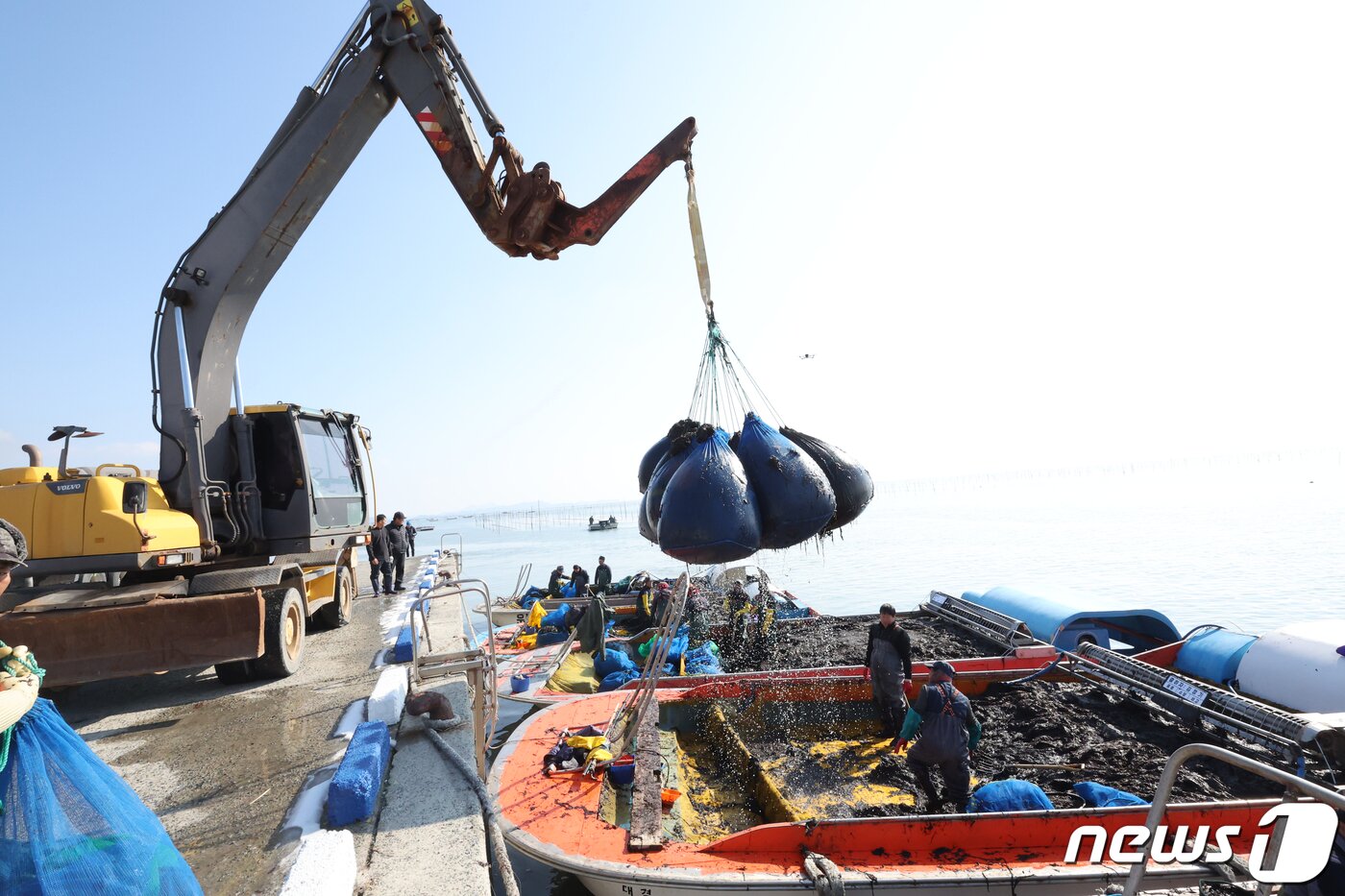 본문 이미지 - 26일 전남 신안군 압해읍 앞바다 지주식 김양식장에서 어민들이 채취한 물김이 위판을 끝내고 운반하고 있다. 2024.1.26/뉴스1 ⓒ News1 김태성 기자