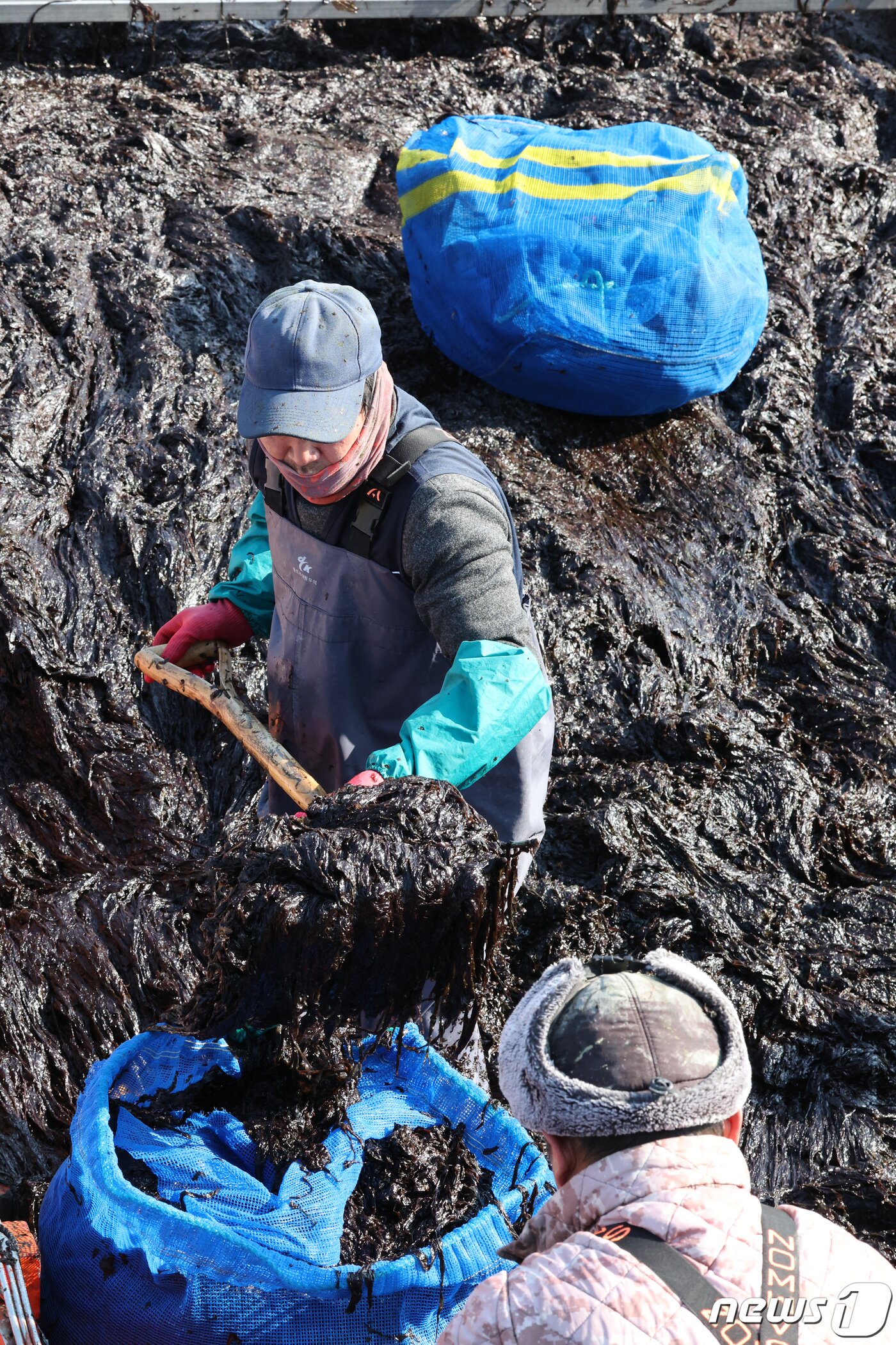 본문 이미지 - 26일 전남 신안군 압해읍 앞바다 지주식 김양식장에서 어민들이 채취한 물김을 천사섬 분재정원 위판장에서 경매를 진행하기 위해 담고 있다. 2024.1.26/뉴스1 ⓒ News1 김태성 기자