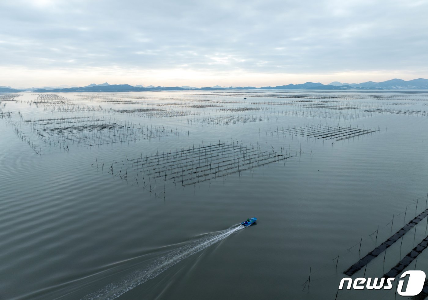 본문 이미지 - 26일 전남 신안군 압해읍 앞바다에는 지주식 김양식장이 끝없이 펼쳐져있다. 어민들이 추운날씨에도 김채취를 하기 위해 배로 나서고 있다. 2024.1.26/뉴스1 ⓒ News1 김태성 기자