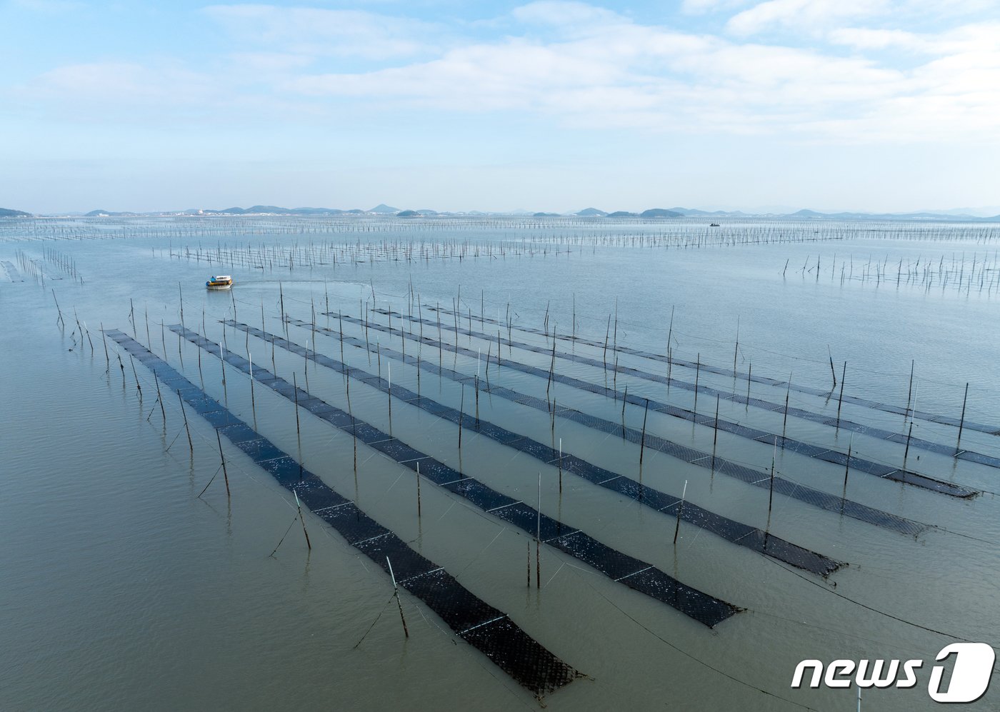본문 이미지 - 26일 전남 신안군 압해읍 앞바다에 끝없이 펼쳐진 지주식 김양식장으로 나서고 있는 채취선. 2024.1.26/뉴스1 ⓒ News1 김태성 기자