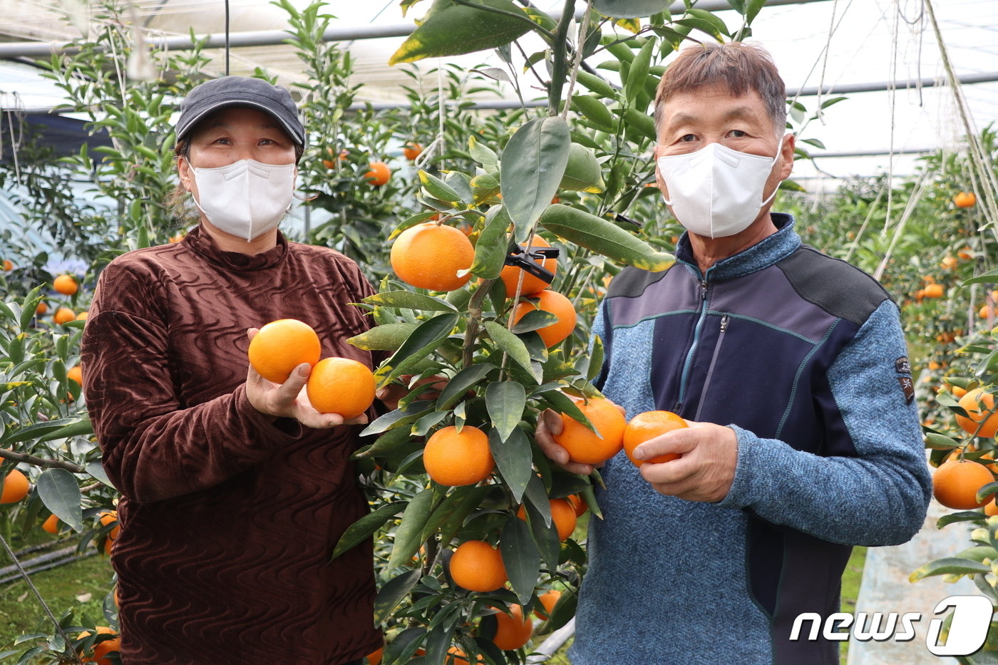 충북 영동군 심천면 이병덕씨가 수확한 만감류를 소개하고 있다. &#40;영동군 제공&#41; /뉴스1