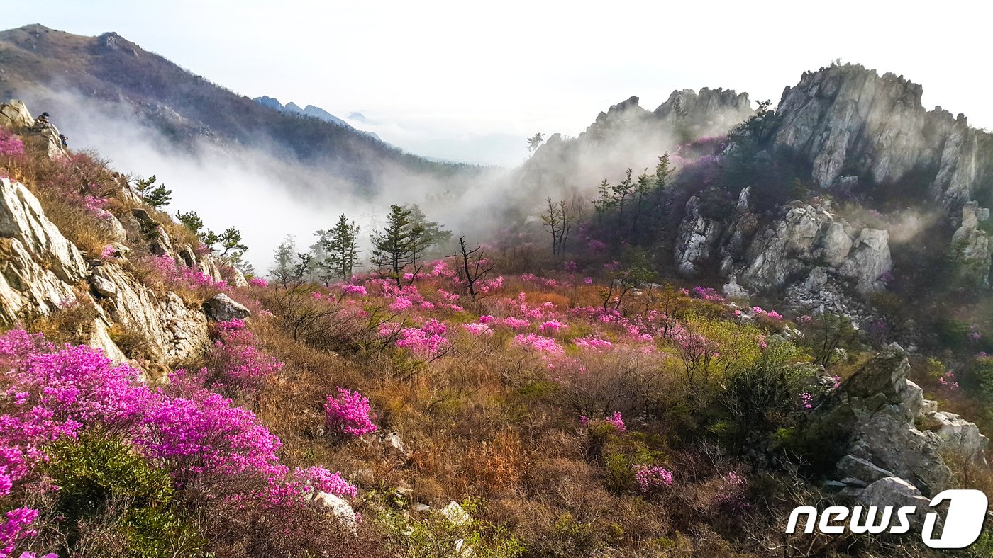 강진 주작산 진달래.&#40;강진군 제공&#41; ⓒ News1