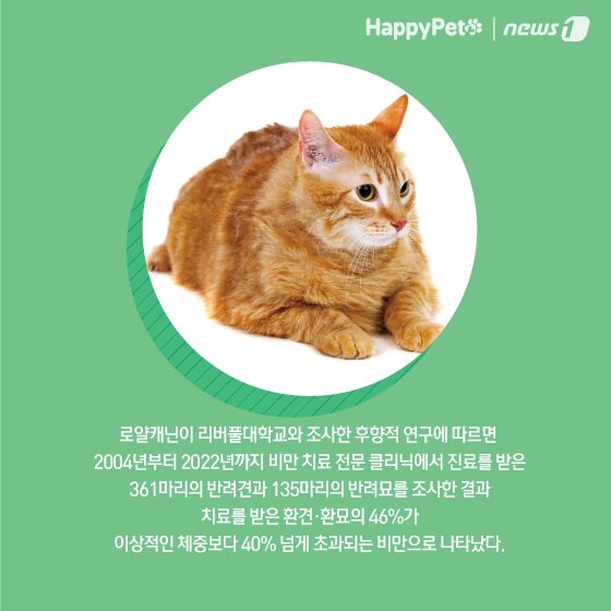 본문 이미지 - 비만 방지 펫카드 ⓒ 뉴스1