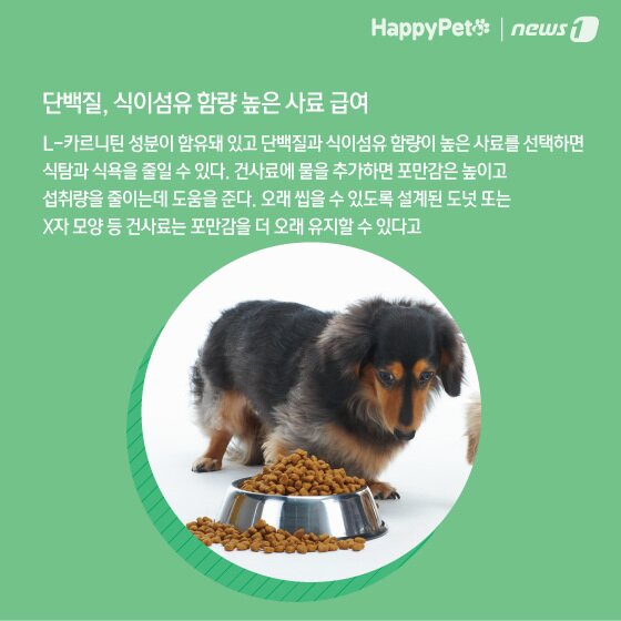 본문 이미지 - 비만 방지 펫카드 ⓒ 뉴스1
