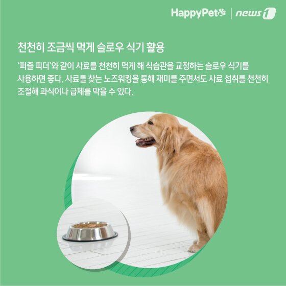 본문 이미지 - 비만 방지 펫카드 ⓒ 뉴스1