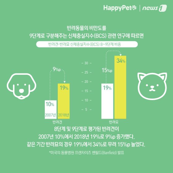 본문 이미지 - 비만 방지 펫카드 ⓒ 뉴스1