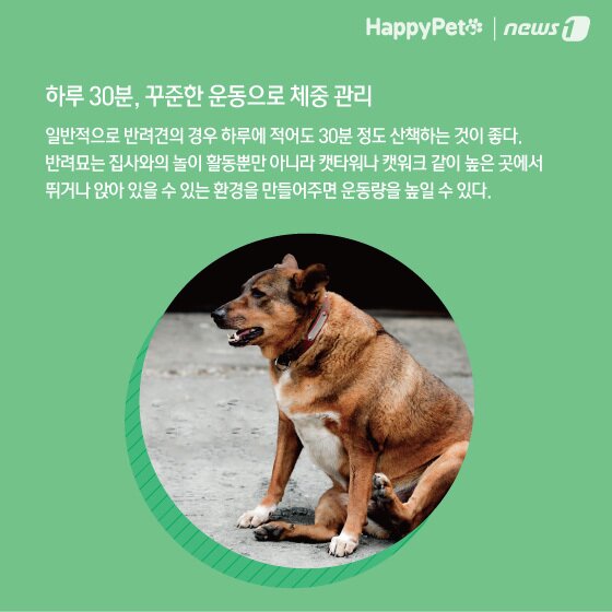 본문 이미지 - 비만 방지 펫카드 ⓒ 뉴스1