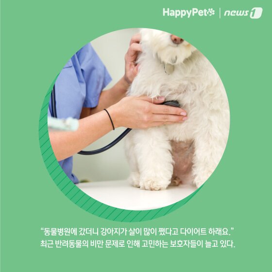 본문 이미지 - 비만 방지 펫카드 ⓒ 뉴스1