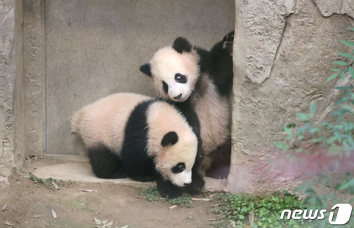 본문 이미지 - 3일 경기도 용인시 에버랜드 판다월드 방사장에서 쌍둥이 판다 루이바오와 후이바오가 언론에 공개되고 있다. 쌍둥이 판다들은 오는 4일부터 매일 오전 일부 시간에 일반 고객에 공개된다. (공동취재) 2024.1.3/뉴스1 ⓒ News1 김영운 기자