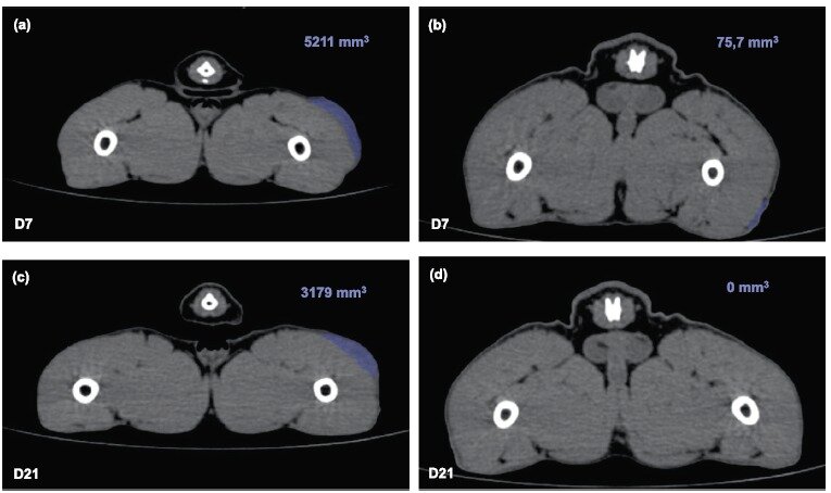 본문 이미지 - 부형제가 있는 백신을 접종한 고양이(a,c)와 부형제가 없는 백신을 접종한 고양이(b,d)에서의 접종부위 염증면적 비교(한국베링거인겔하임동물약품 제공) ⓒ 뉴스1